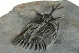 Walliserops Trilobite From Marjane, Morocco - Unusual Locality #354614-4